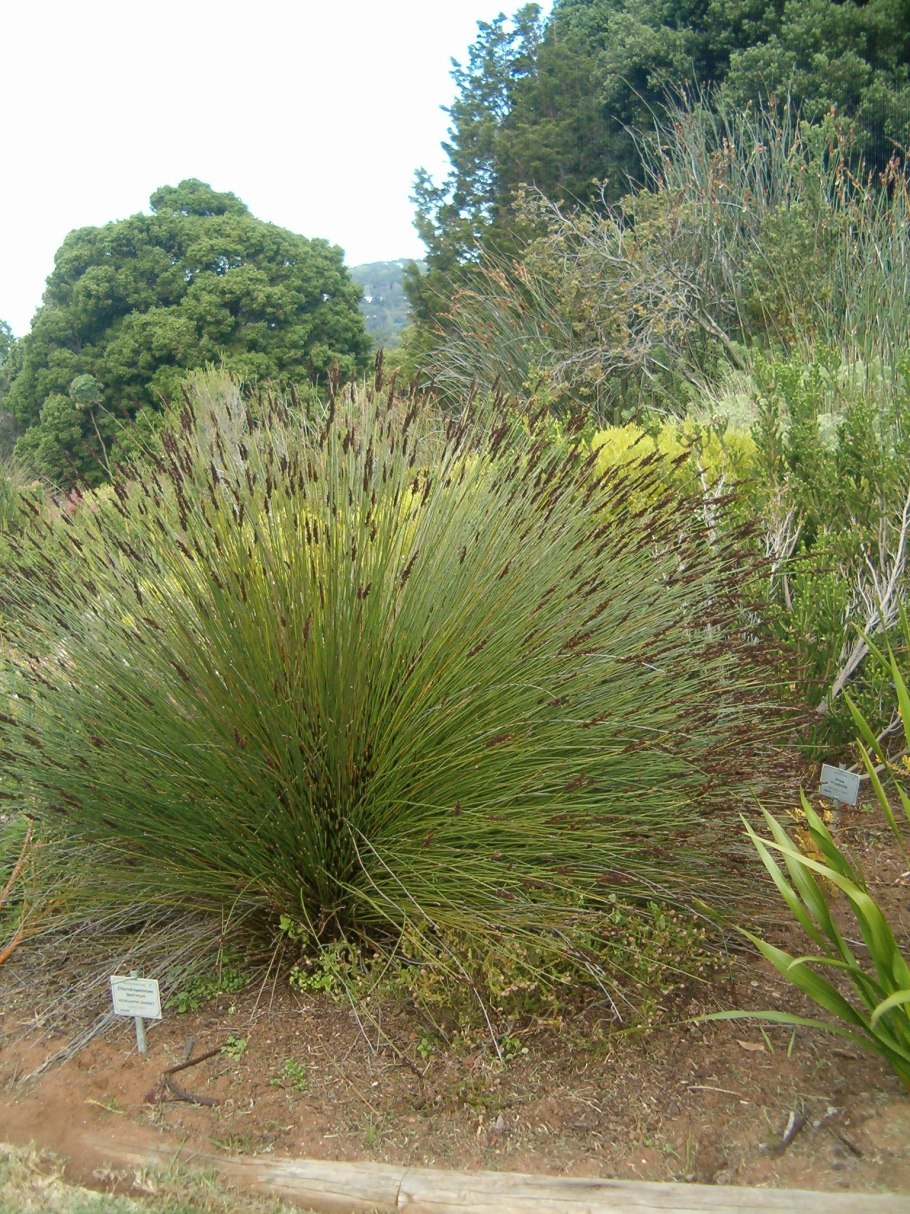 Каллус злаки