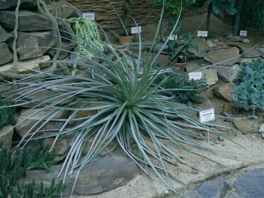 Juncales Compressum рисунок