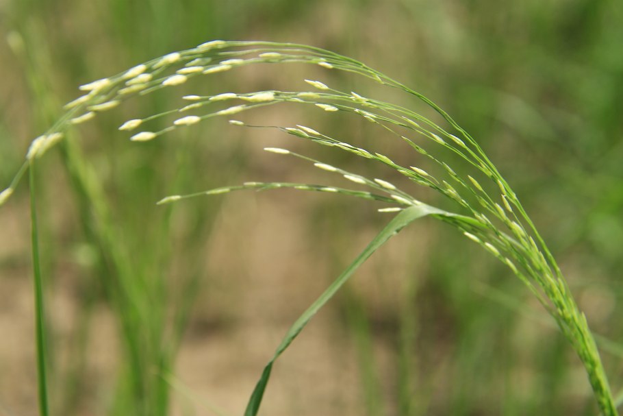 Тэфф растение