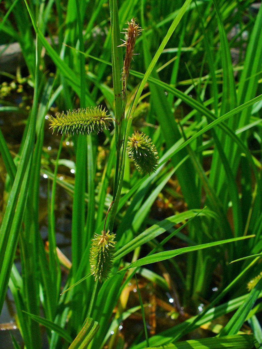 Осока трясунковая - Carex brizoides