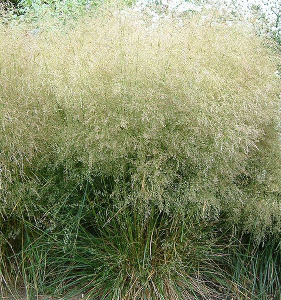 Themeda triandra