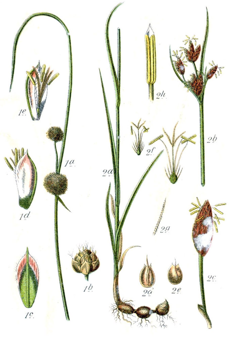 Гребенник гребенчатый