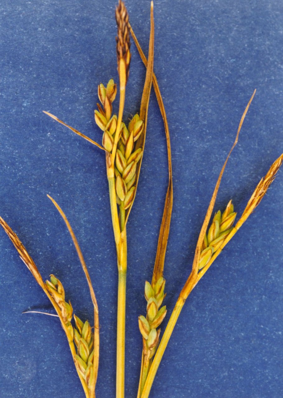 Осоки Carex duriuscula