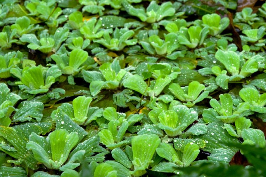 Пистия аквариумное растение