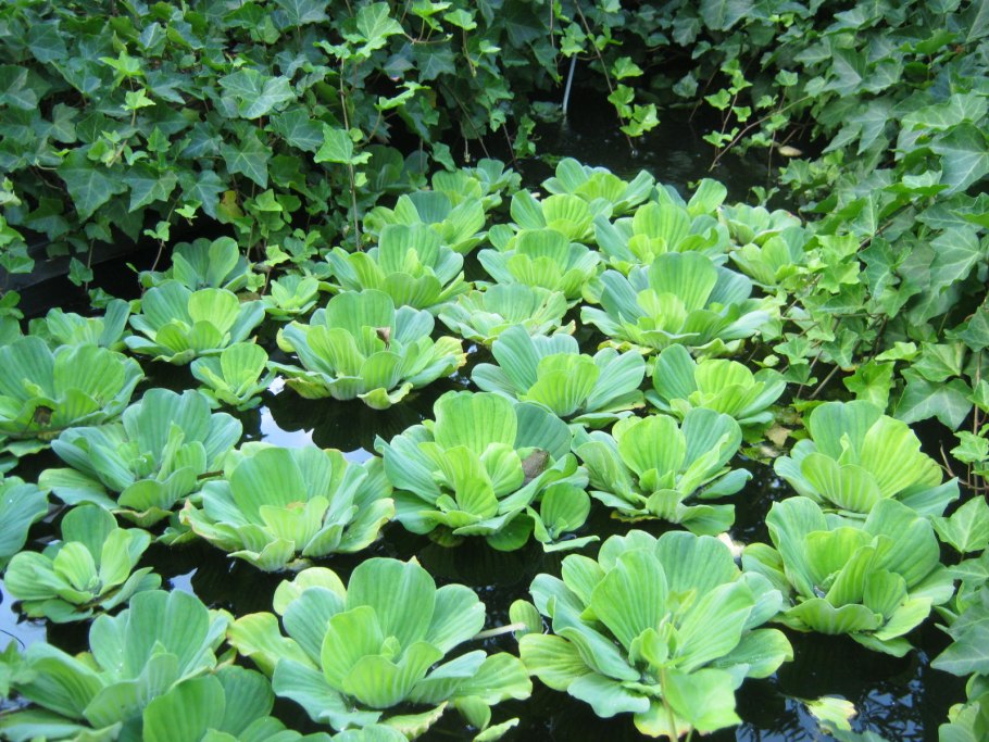 Пистия - водяная роза