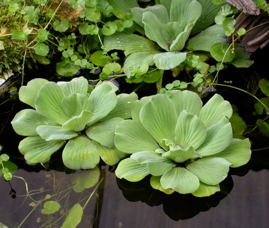 Пистия (Pistia)