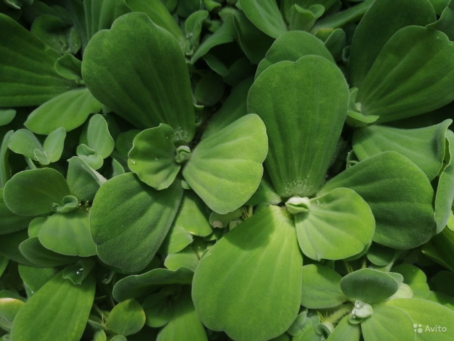 Пистия гофрированные листья