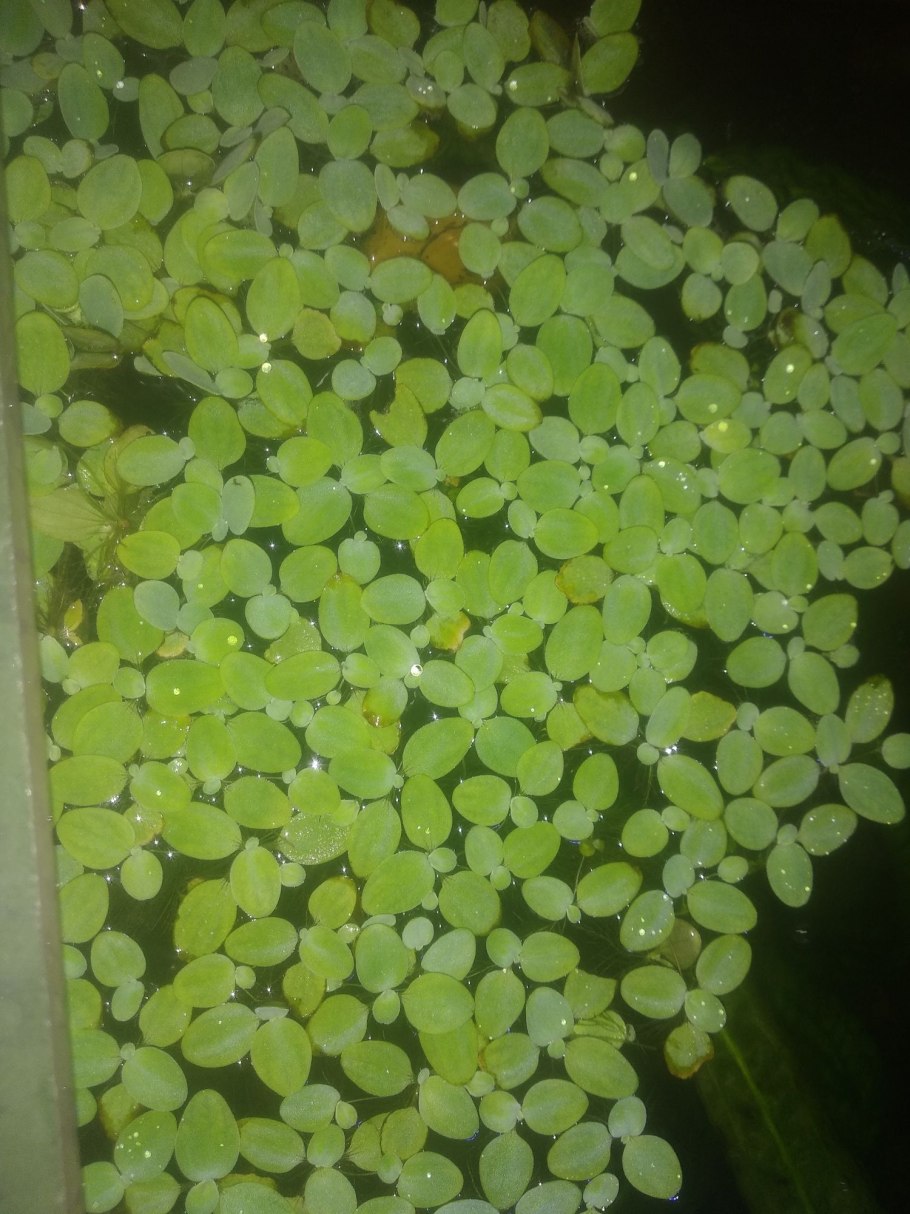 Лимнобиум дыры на листьях