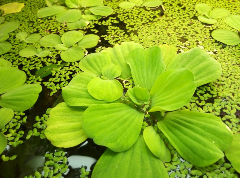 Pistia Stratiotes
