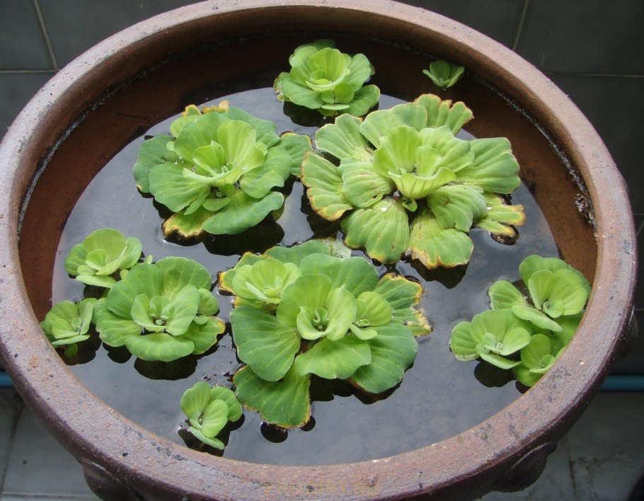 Пистия в Амазонке