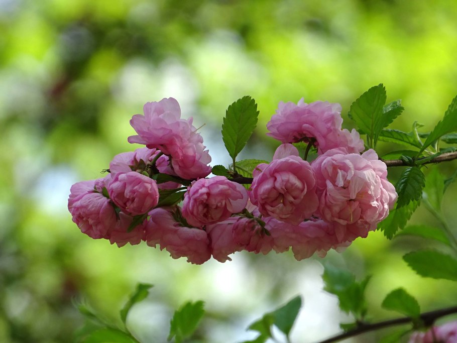 Rosaceae Розоцветные