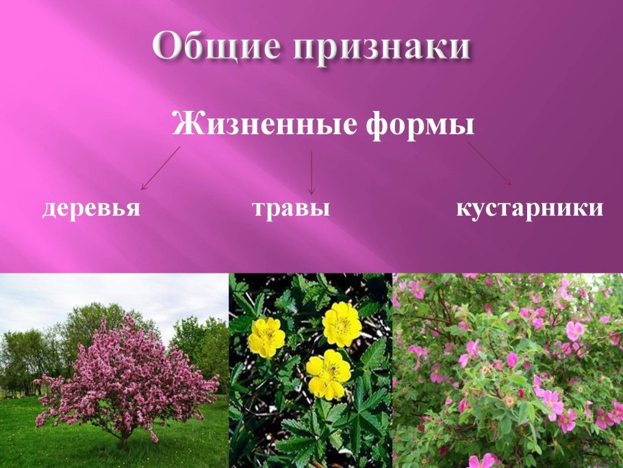 Розоцветные шиповник обыкновенный