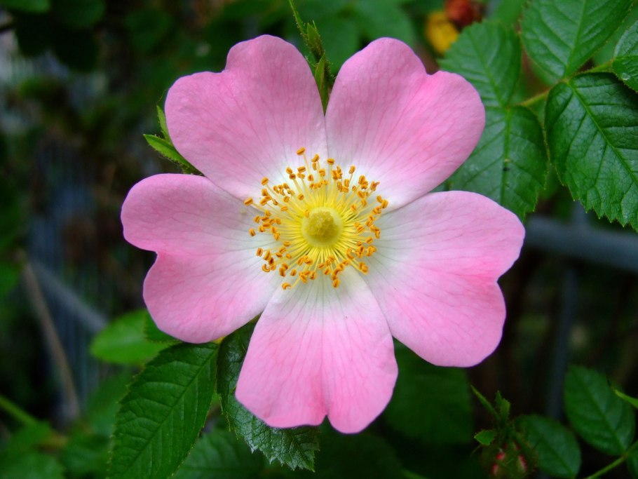 Rosaceae (Rose Family)