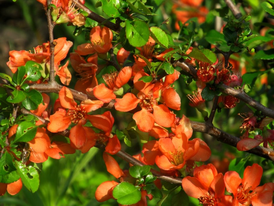 Rosaceae семейство