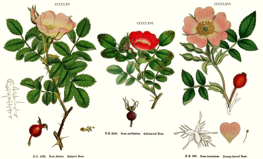 Земляника Fragaria vesca