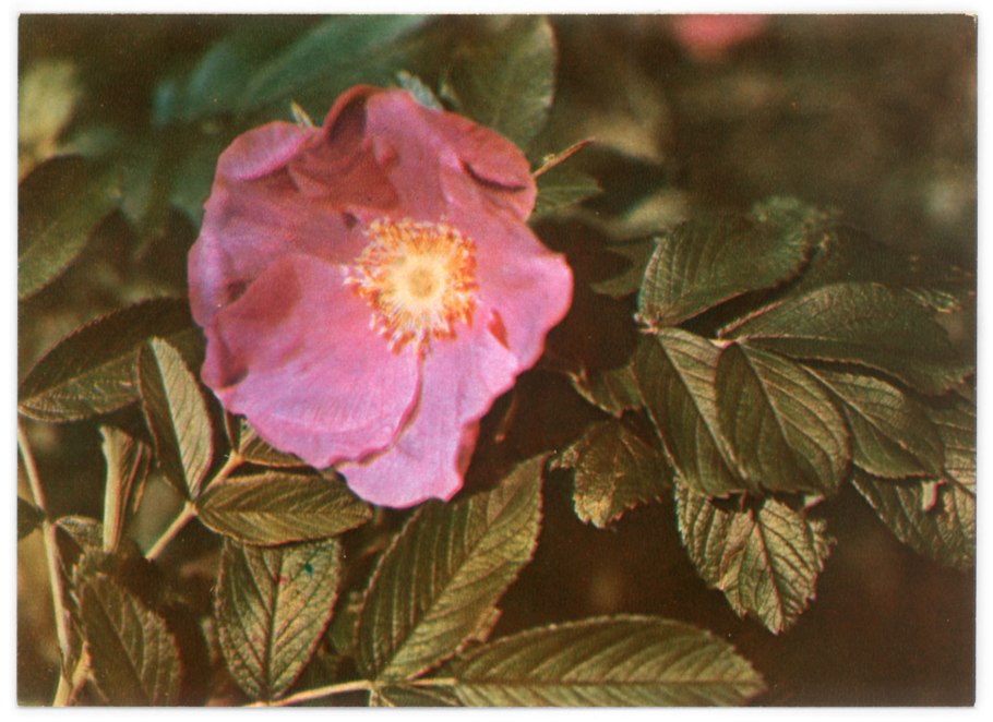 Розоцветные растения шиповник