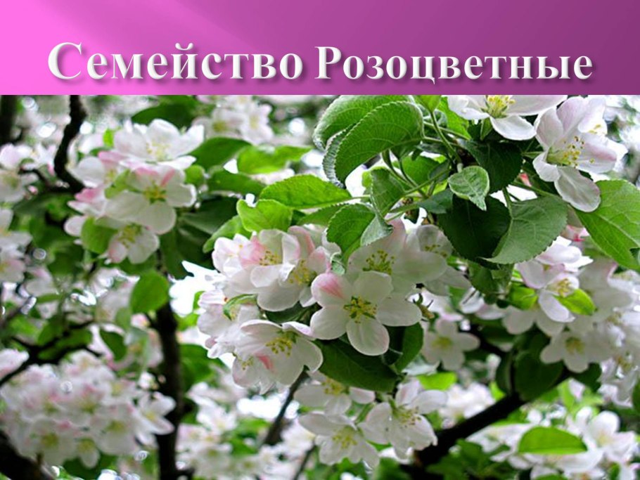 Розоцветные айва