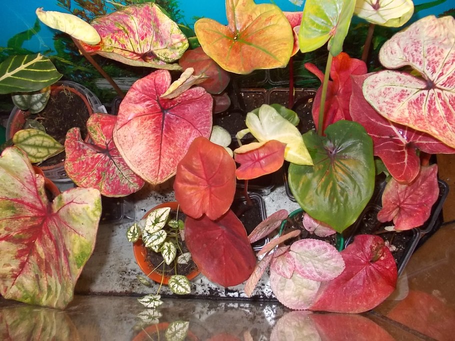 Каладиум bicolor