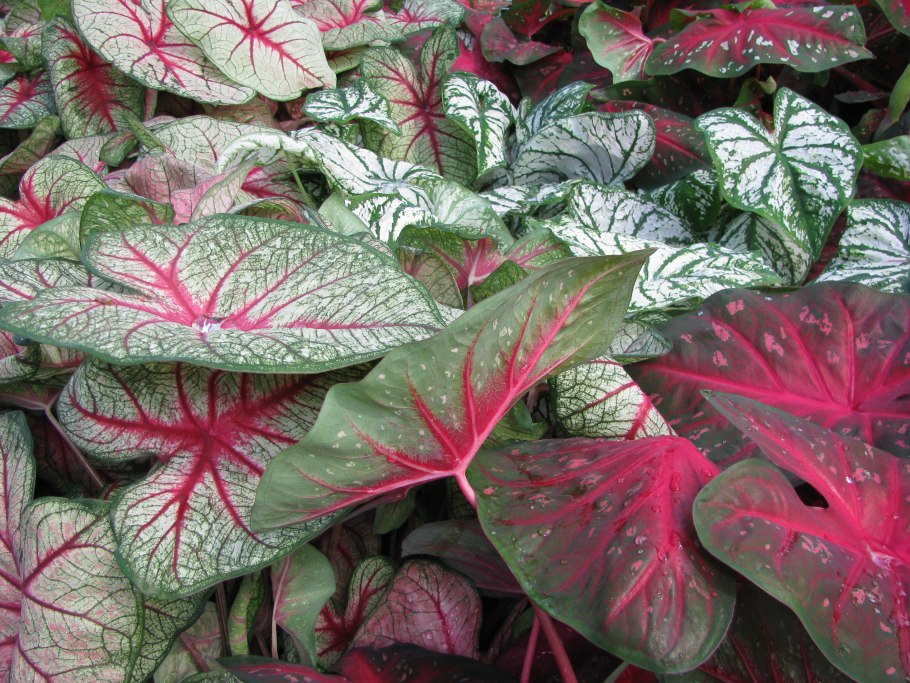 Caladium Kelly/каладиум Келли
