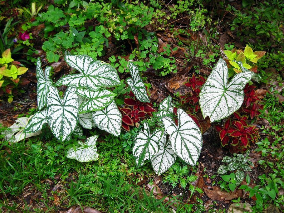 Каладиум семена