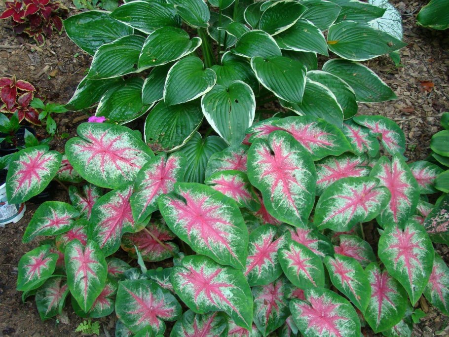 Каладиум Pink Beauty