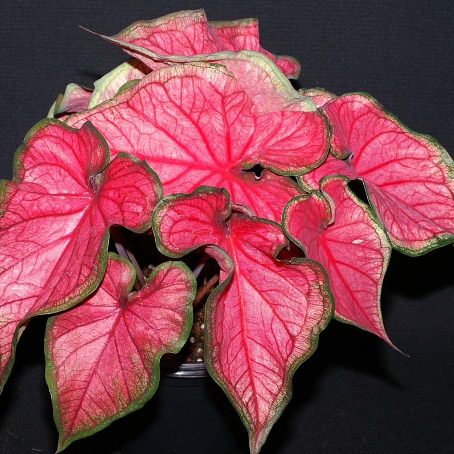 Каладиум Флорида Бьюти