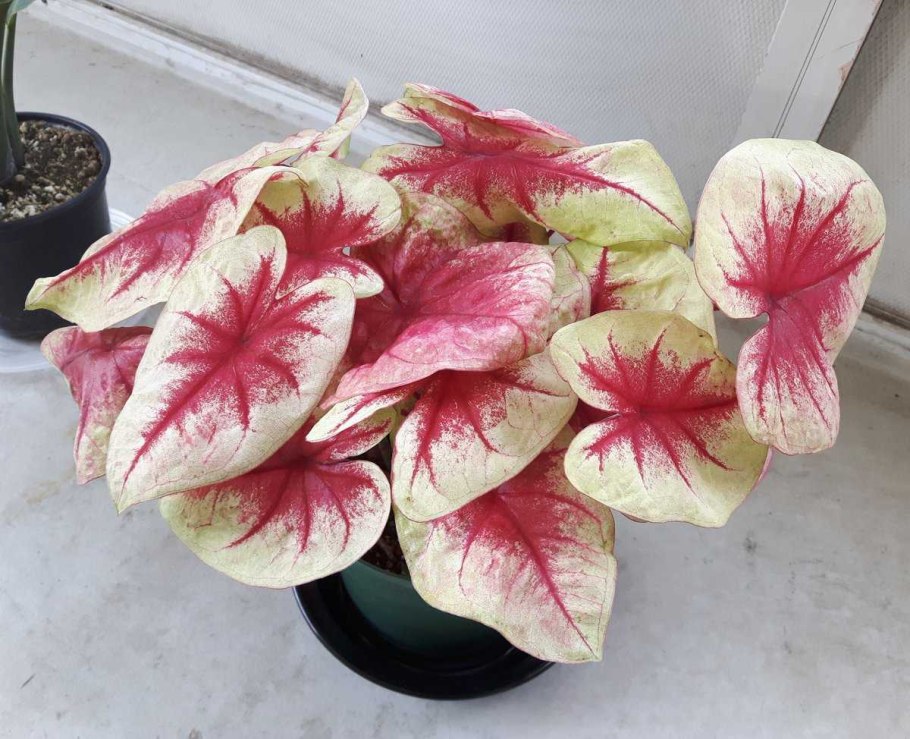 Каладиум Гумбольдта - Caladium humboldtii