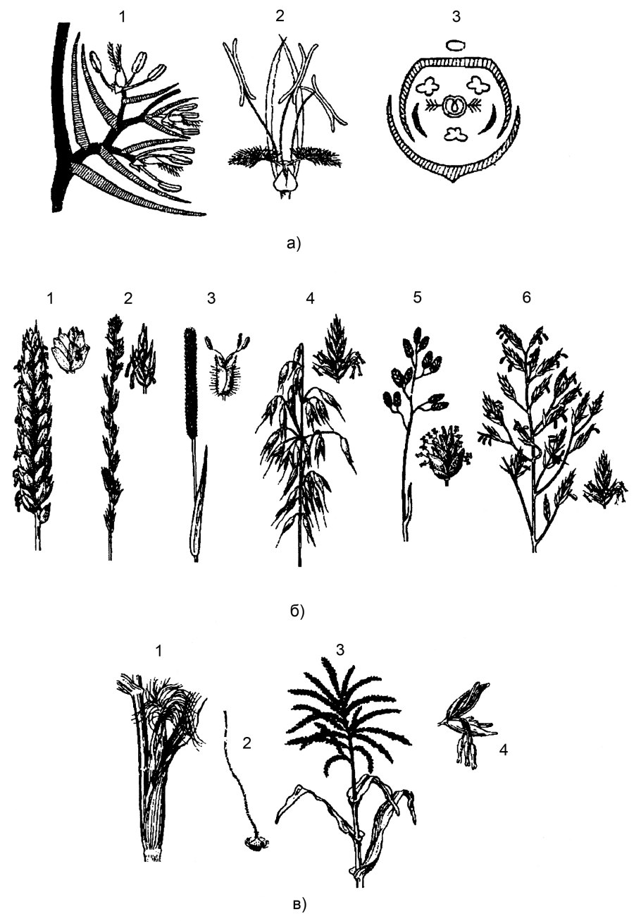 Злаковые луговые травы