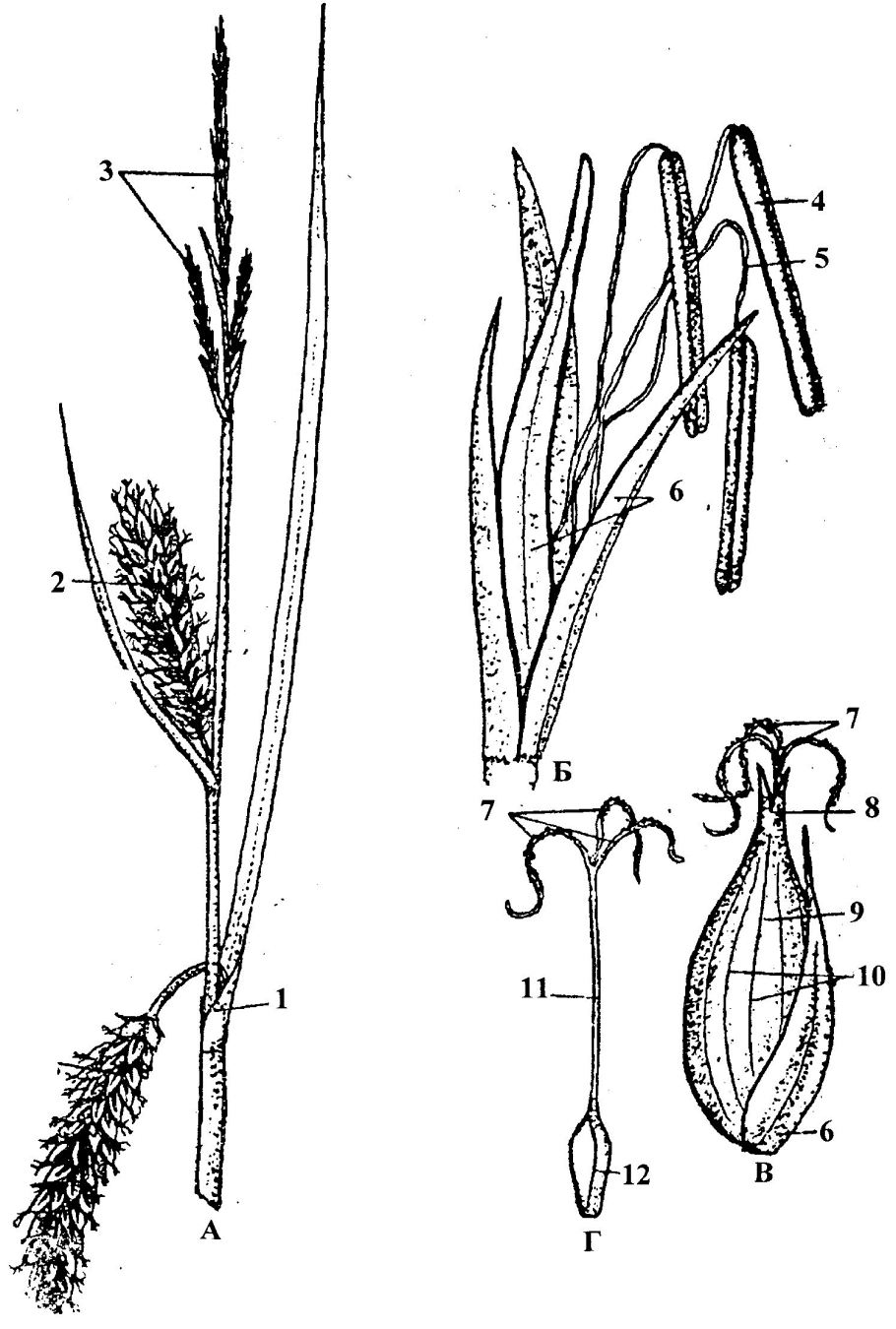 Ковыль Колос