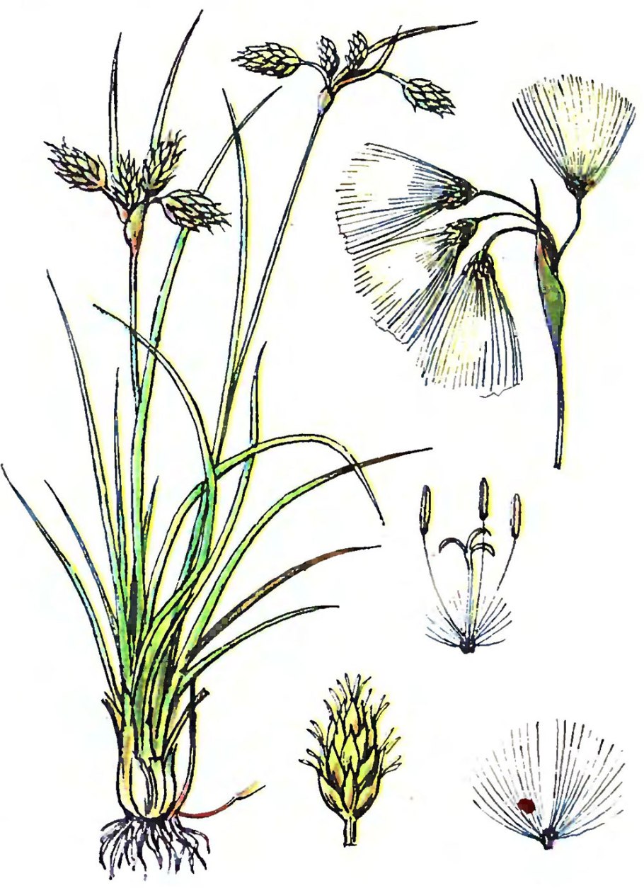 Вика и тритикале