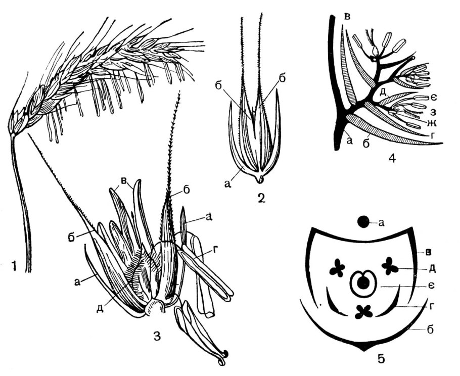 Сетария щетинник