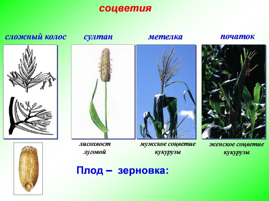 Райграс пастбищный