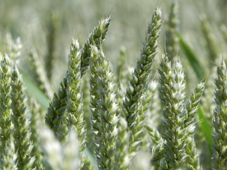 Пеннисетум зайцехвост