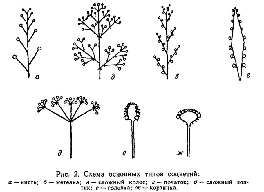 Колосовидная кисть соцветие