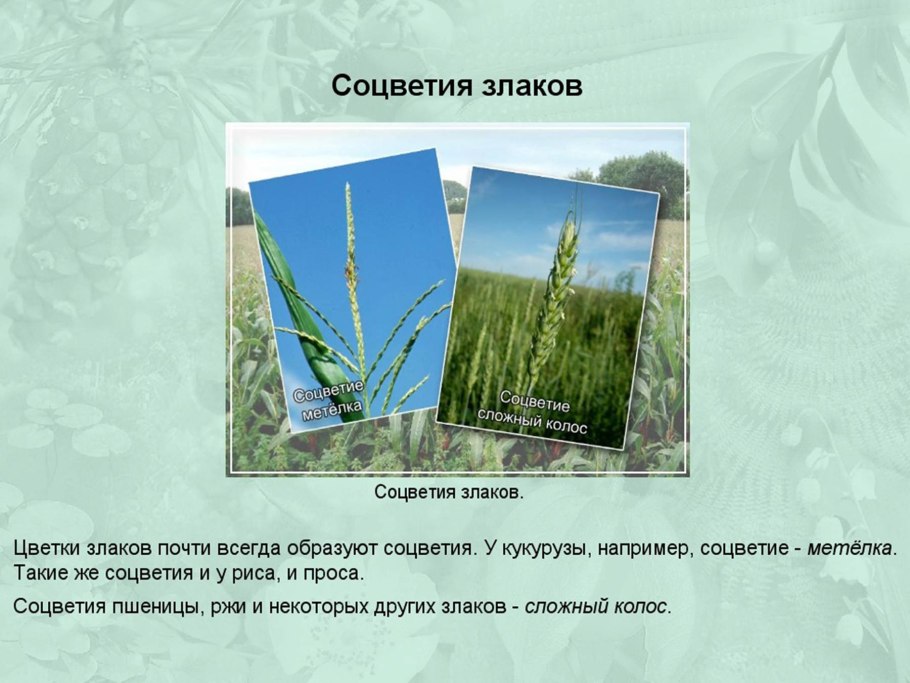 Ячмень гривастый Hordeum jubatum сорт