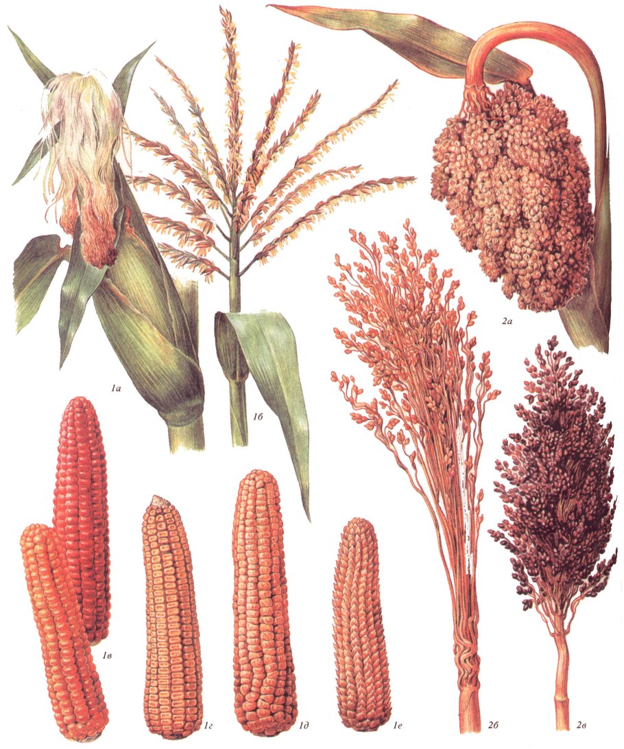 Calamagrostis canescens