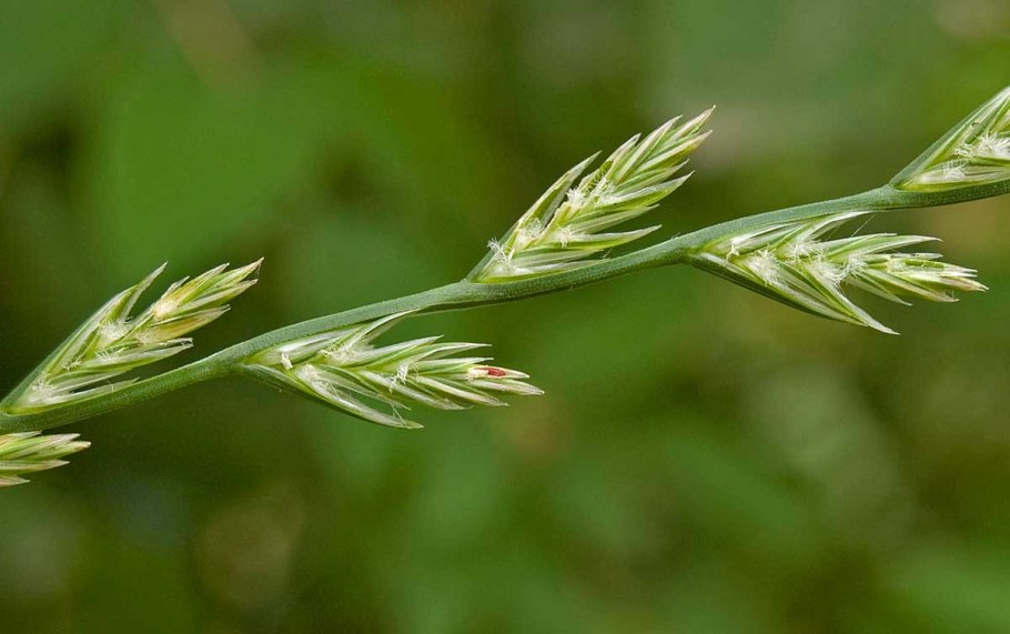 Тимофеевка Луговая (Phleum pratense)