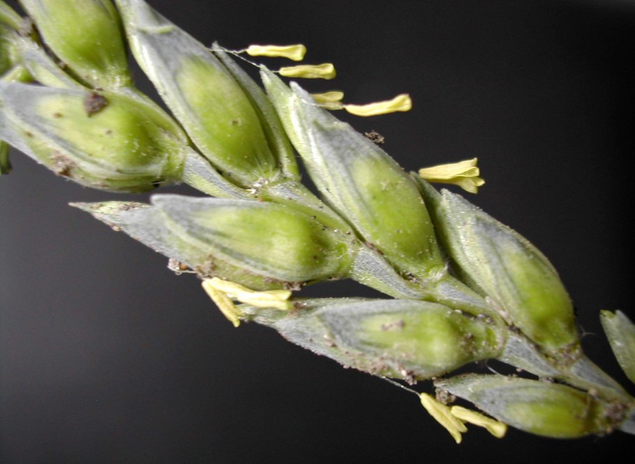 Соцветие кукурузы