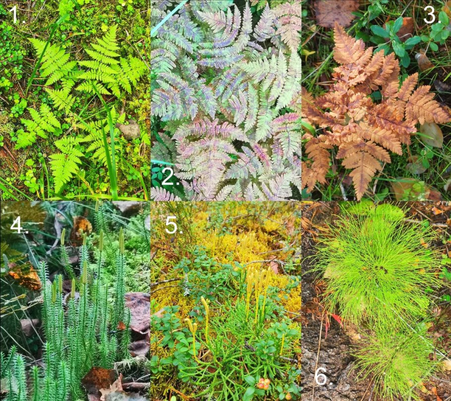 Плаун булавовидный (Lycopodium clavatum)