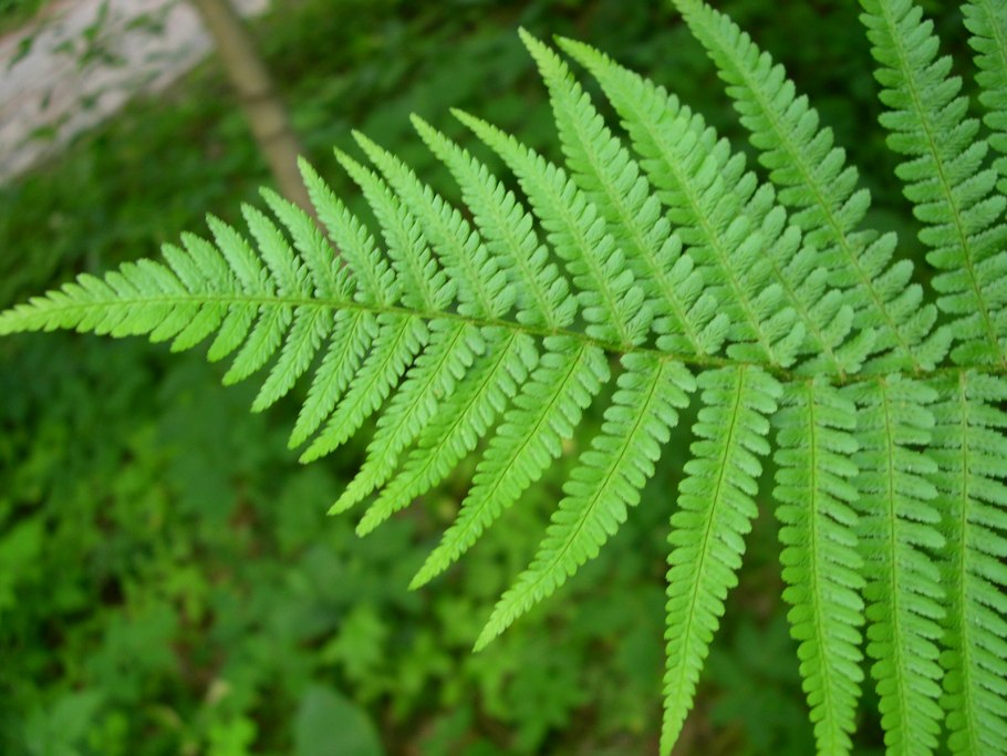 Плаун булавовидный Lycopodium clavatum l.