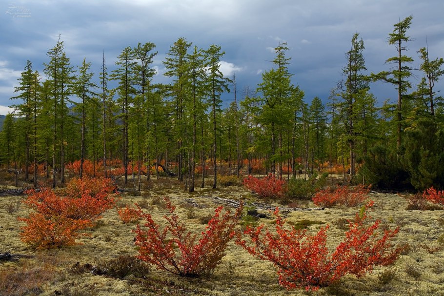 Ерник в Таймырском заповеднике
