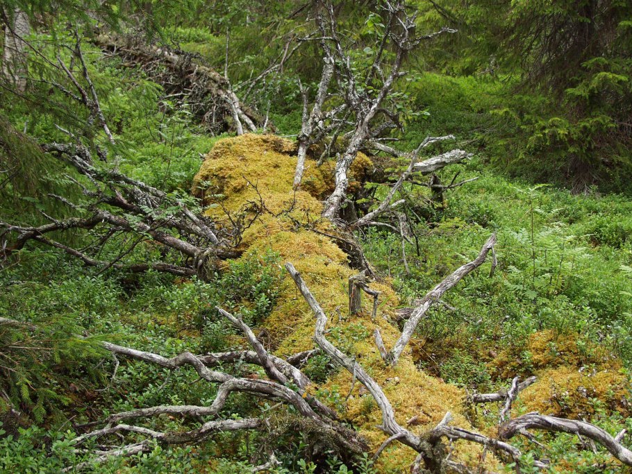 Карликовая берёза в тундре