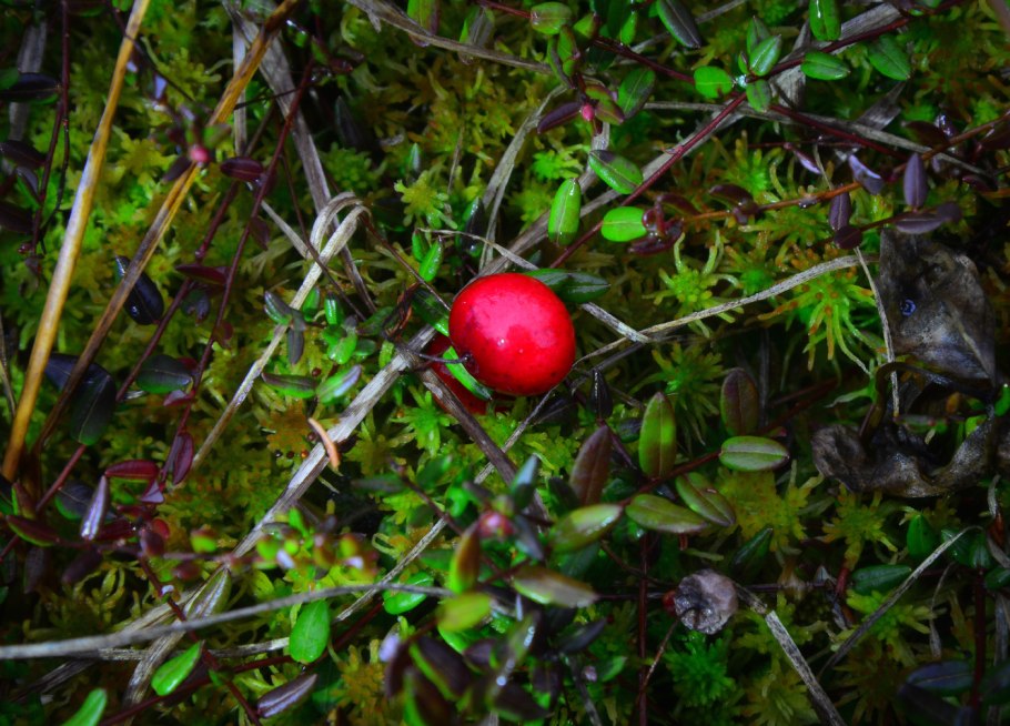 Клюква болотная