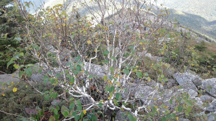 Береза карликовая Betula Nana