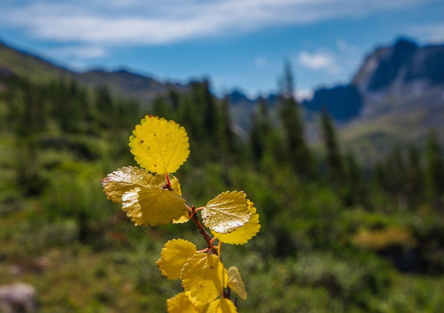 Береза голден дрим
