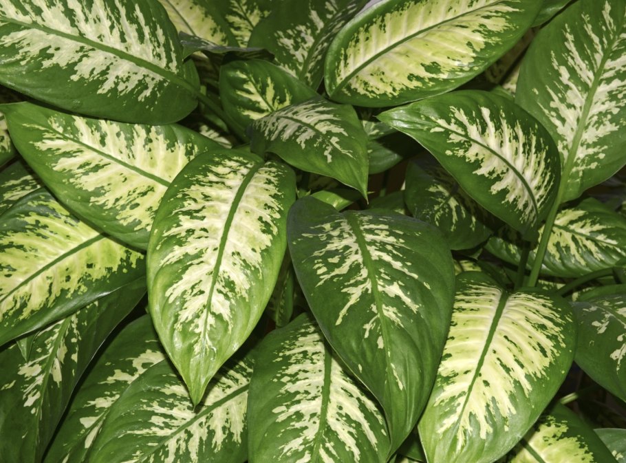 Диффенбахия Баузе (Dieffenbachia bausei)