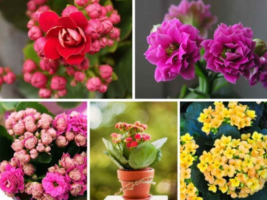 Диффенбахия. Олеандр. Азалия. Кротон