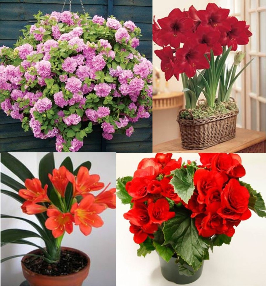 Бальзамин огонек