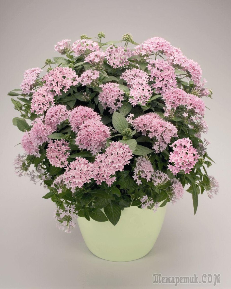 Цикламен персидский Агава