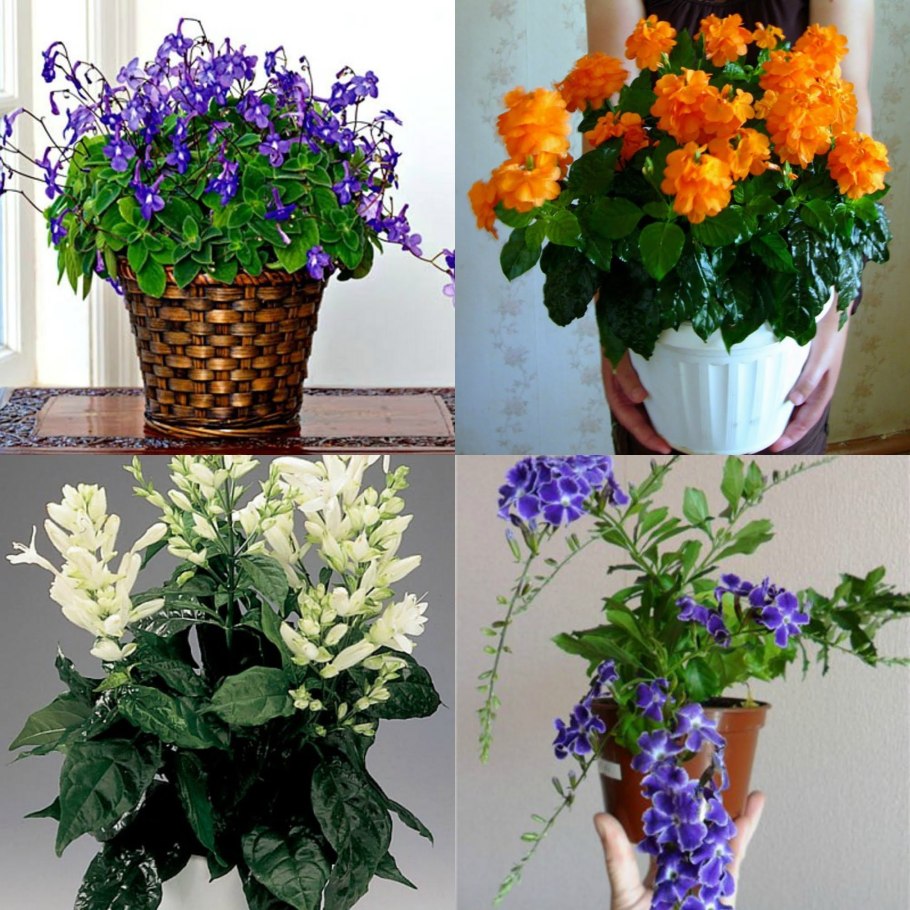 Вазон китайская роза